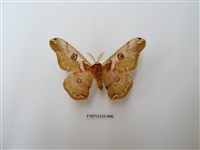 藏品(綠目天蠶蛾)的圖片